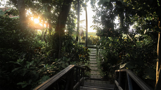 Nomad in Bali