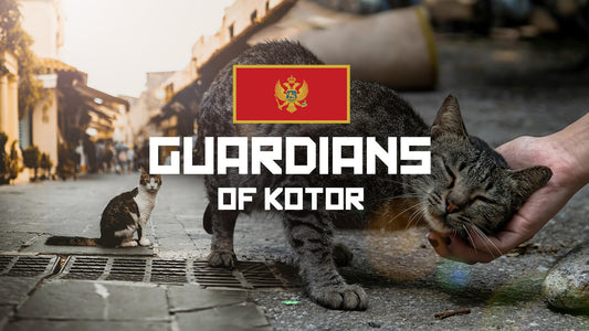 Kickstarter – Stray Cats