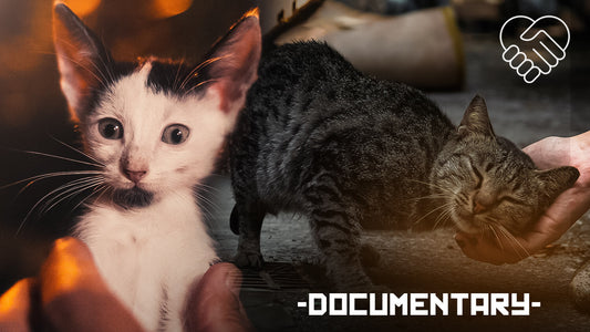 Stray Cat Documentary Premiere
