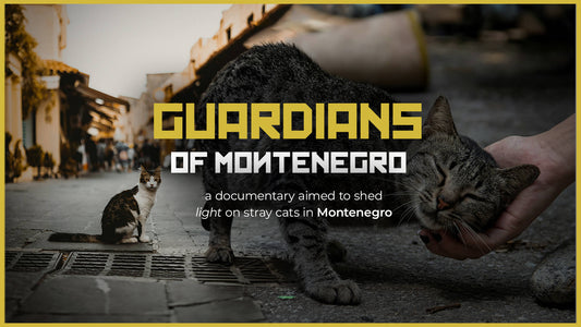Stray Cat Documentary