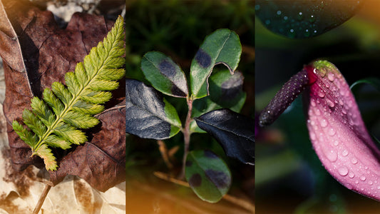 Macro Photography Prints for Sale