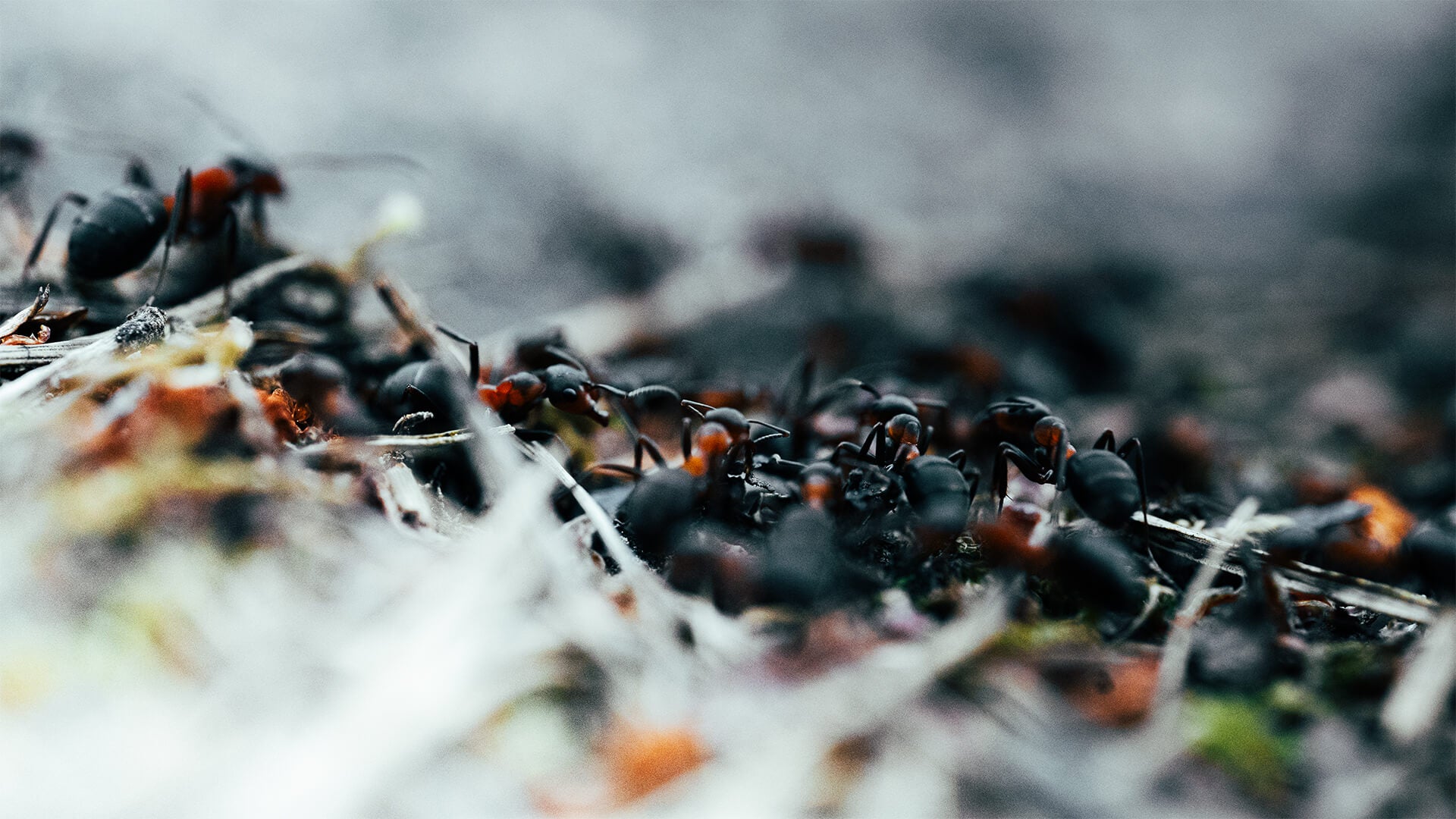 myror i makro